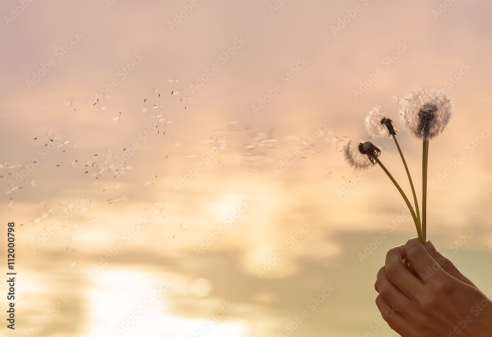 Obraz premium wind blows away dandelion seeds