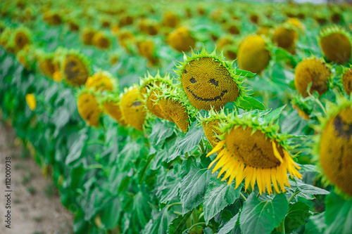 Fototapeta Naklejka Na Ścianę i Meble -  Sunflower with smile