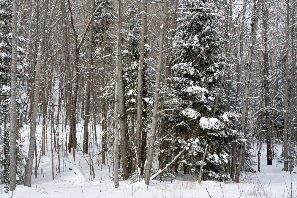Fototapeta premium Winter in the Canadian forests