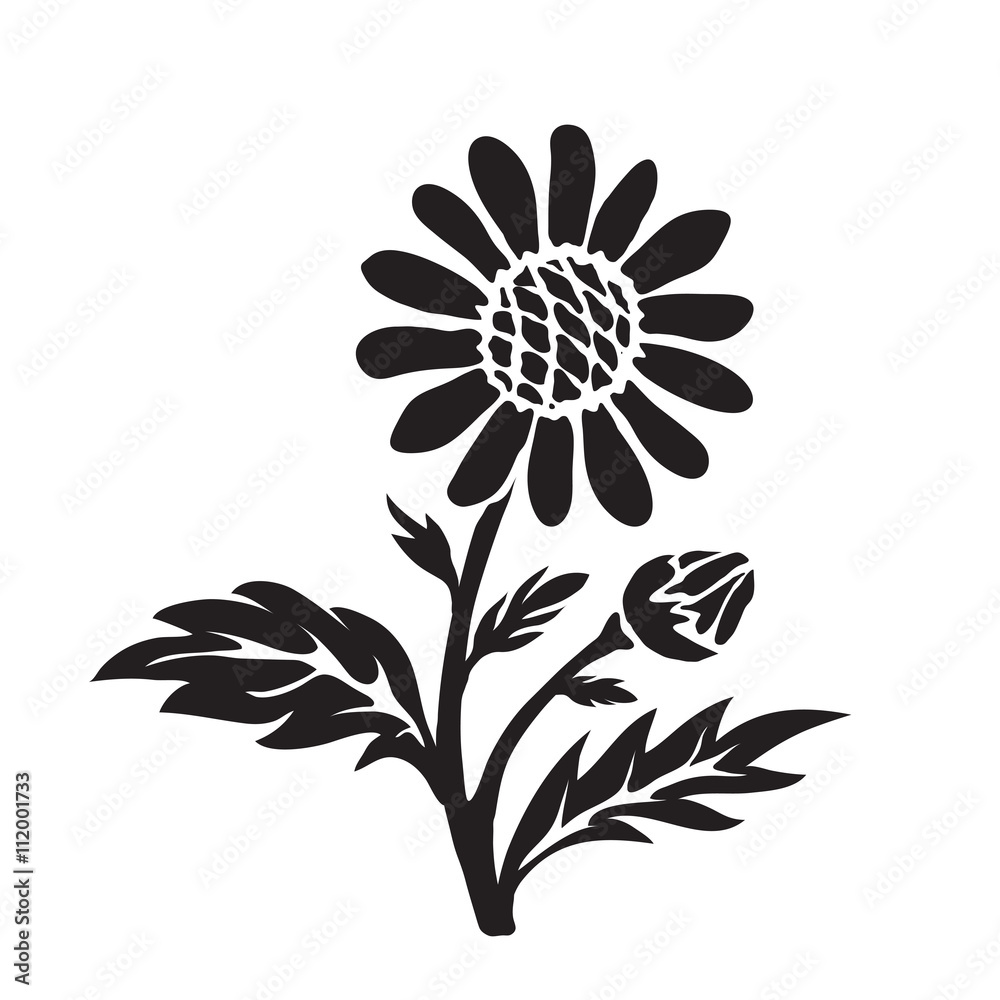 Leucanthemum (oxeye daisy) silhouette