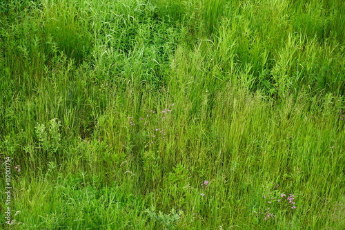 Gras- und Auenlandschaft