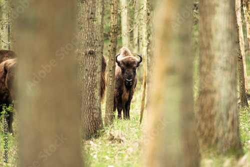 Bison calf in standing between trees in forest