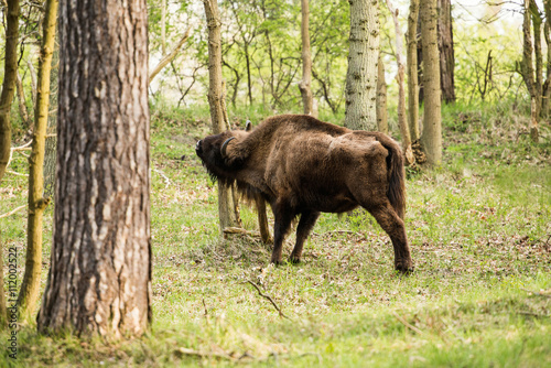 European bison scratching neck on tree trunk