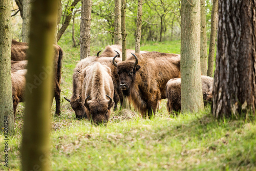 Grazing group of bison in the woods