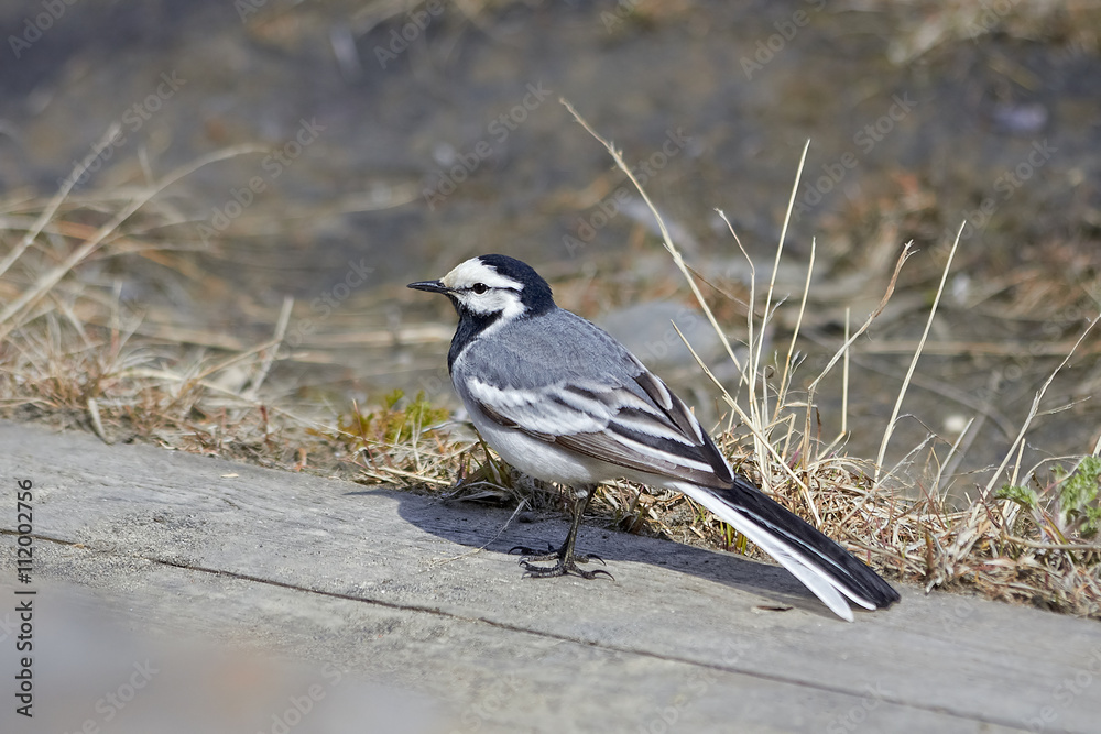 Obraz premium Белая трясогузка