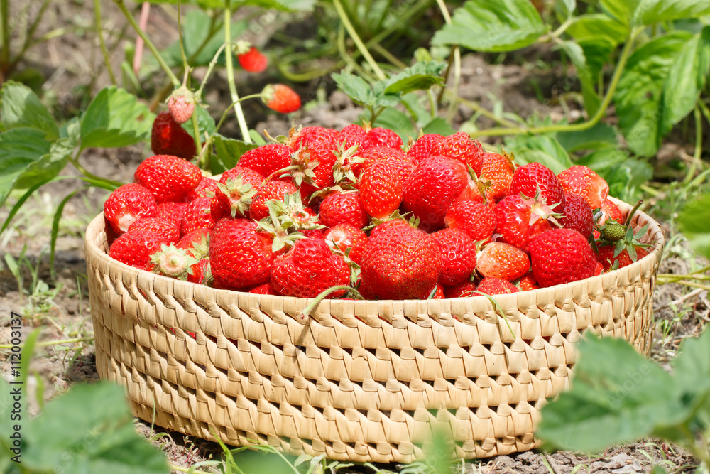 ripe strawberries to the basket in the garden ripe strawberries to the basket in the garden