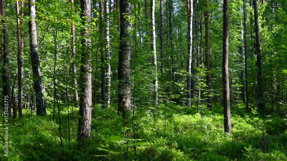 Trees in the forest, summer landscape Trees in the forest, summer landscape