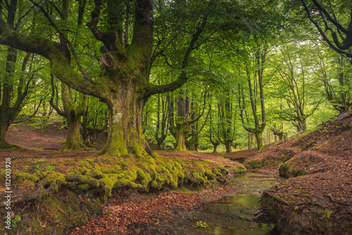 Beech tree forest, green spring leaves. Otzarreta, Basque Country, Spain