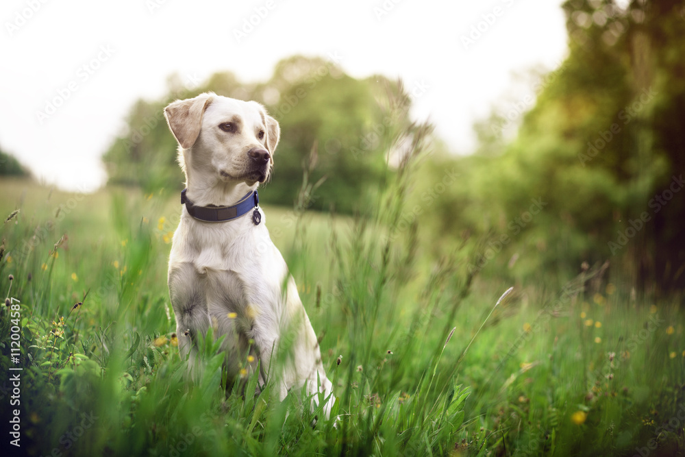 Dog puppie in landscape