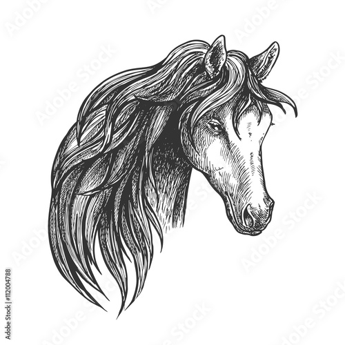 Horse of american quarter breed sketch portrait