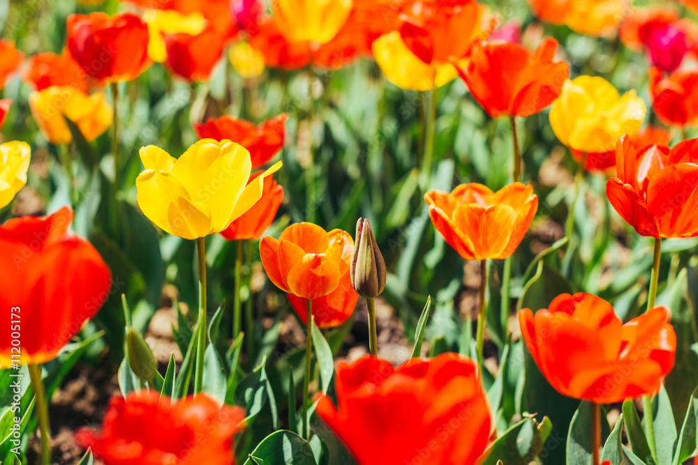 Tulip. Beautiful bouquet of tulips. colorful tulips. Tulip. Beautiful bouquet of tulips. colorful tulips.