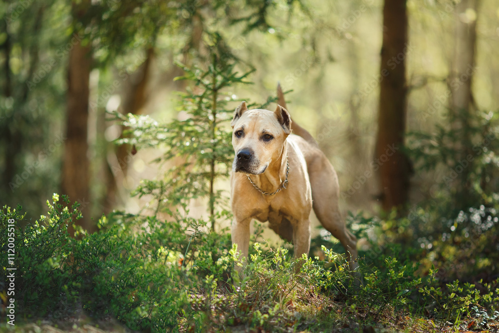 Dog breed American Staffordshire Terrier walking in autumn park