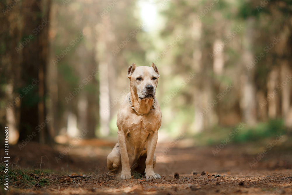 Dog breed American Staffordshire Terrier walking in autumn park