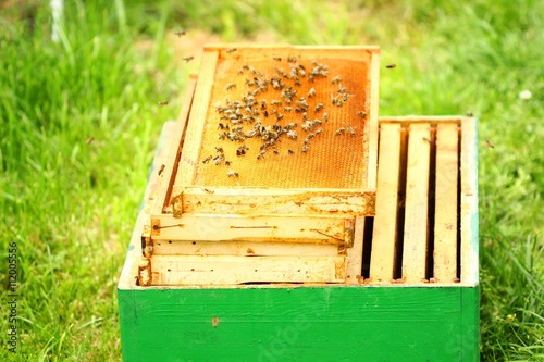 Bees on honeycombs © Simun Ascic