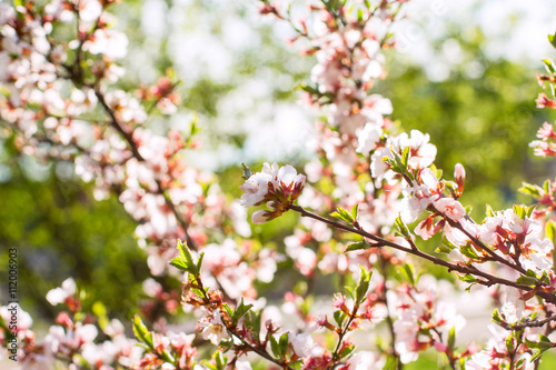 cherry flowers on twig