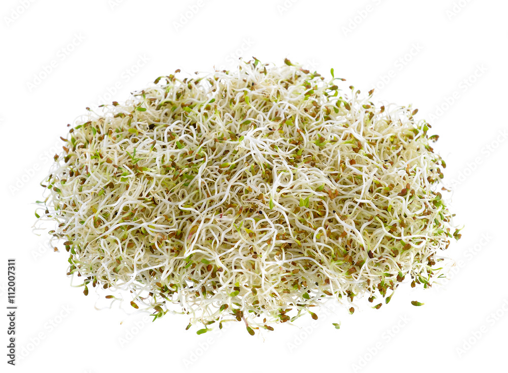 Sprouted alfalfa seeds on a white background Sprouted alfalfa seeds on a white background