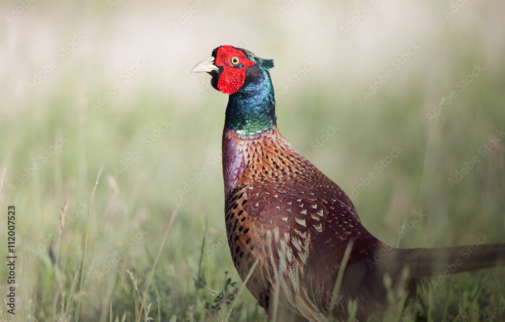 Fototapeta premium Ringneck pheasant in high grass