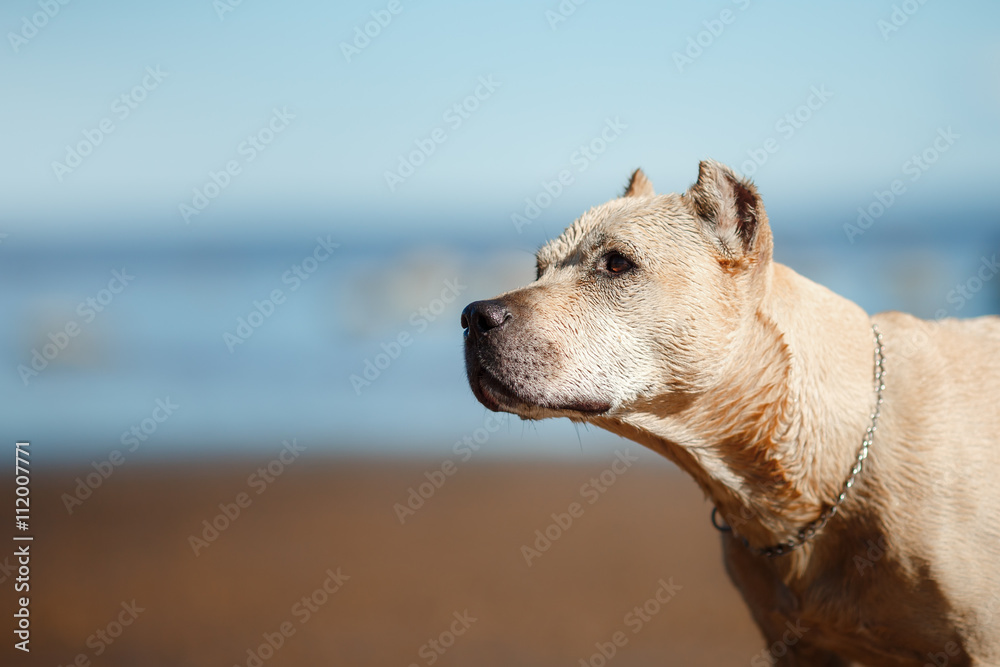 Obraz premium Dog breed American Staffordshire Terrier walking, summer