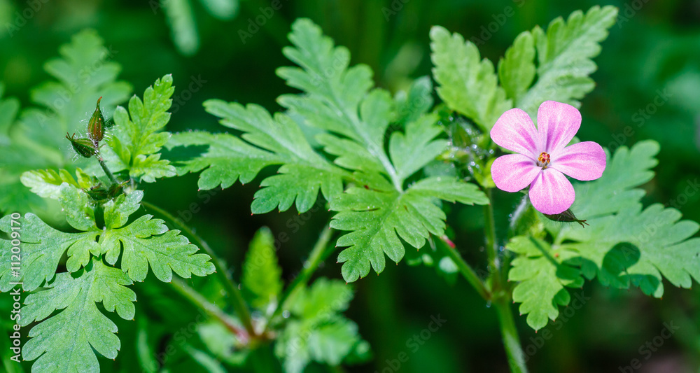 Geranium robertianum. Planta con flor de Hierba de San Roberto. Geranium robertianum. Planta con flor de Hierba de San Roberto.