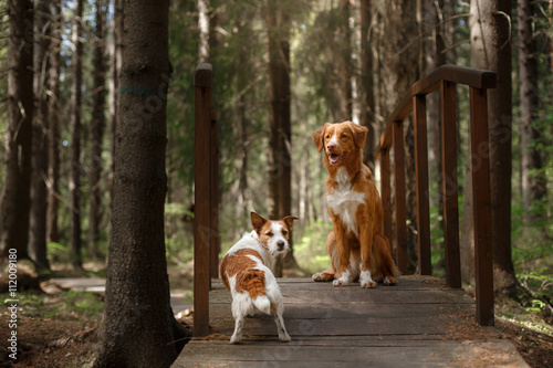 Fototapeta Naklejka Na Ścianę i Meble -  Dog Jack Russell Terrier walking and Dog Nova Scotia Duck Tolling Retriever