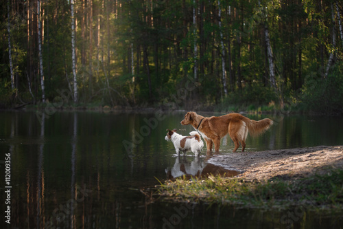 Dog Jack Russell Terrier walking and Dog Nova Scotia Duck Tolling Retriever