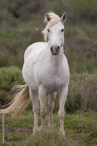 White Horse, Camargue, France © lnichetti