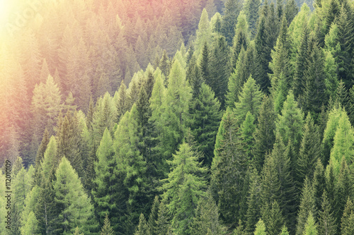 Magic forest lit by the sunlight. Coniferous forest region.