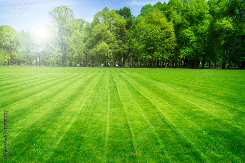 Green grass field and bright blue sky. Background.