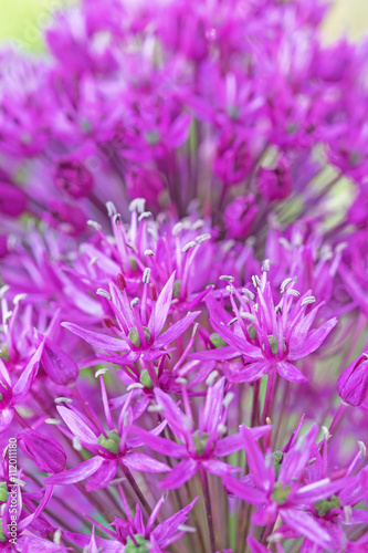 Purple flower ornamental onions closeup. Vertically.