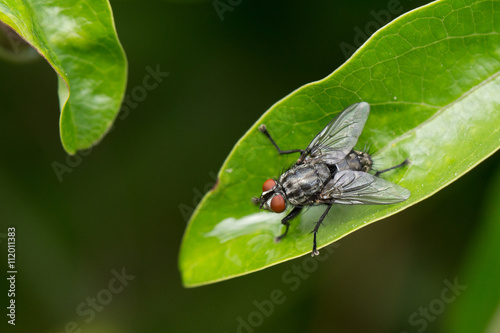 une mouche posée sur une feuille verte photo