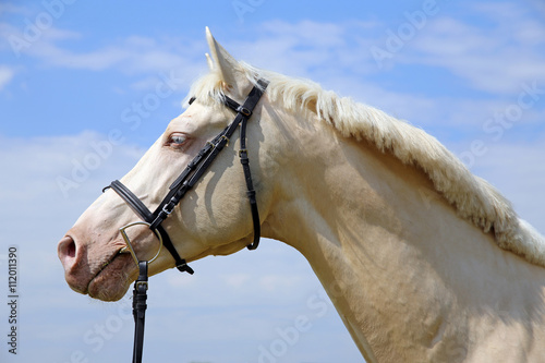 Fototapeta Head shot of a cremello horse with bridle against blue sky background