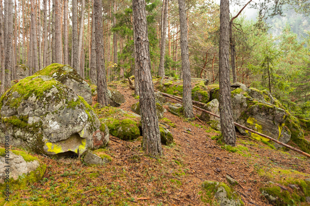 inside a typical forest of the Italian Alps inside a typical forest of the Italian Alps