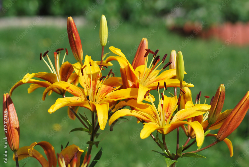Obraz premium Lilium
