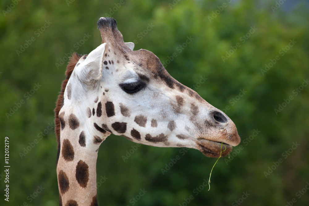 Rothschild's giraffe (Giraffa camelopardalis rothschildi). Rothschild's giraffe (Giraffa camelopardalis rothschildi).