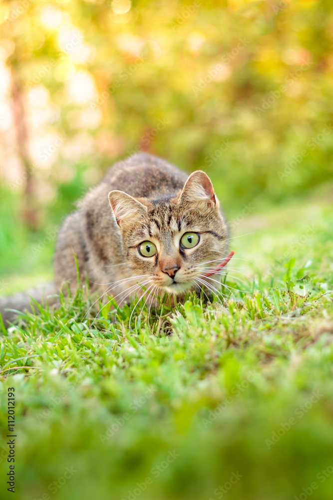 Cat playing in grass Cat playing in grass