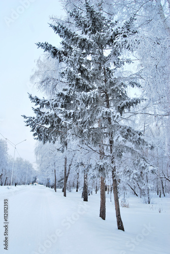 Wallpaper Mural Winter Siberian city park, Omsk region Torontodigital.ca