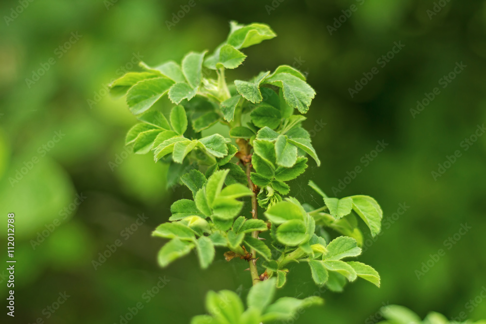 Beautiful green leaf with foliage on green background Beautiful green leaf with foliage on green background
