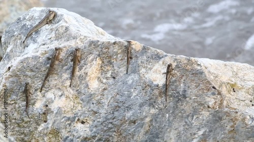 Mudskipper or Amphibious fish  photo