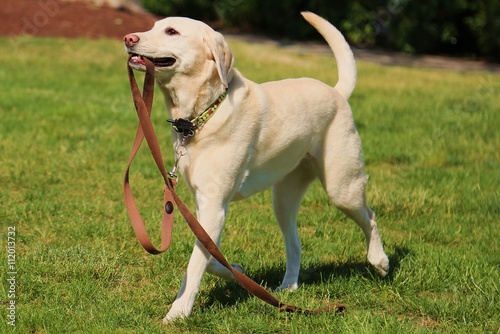 Yellow Lab on a Walk