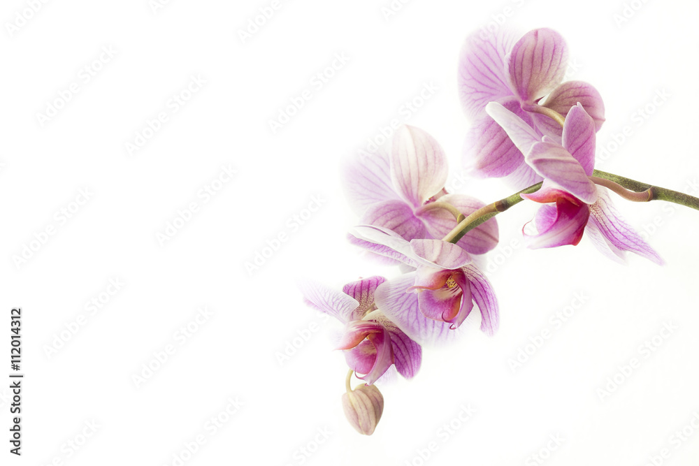 Obraz premium Piękny różowo-fioletowy storczyk na białym tle
