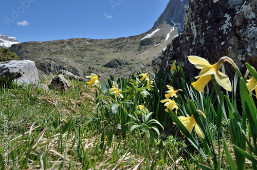 Flowering slope with yellow daffies in the spring mountains