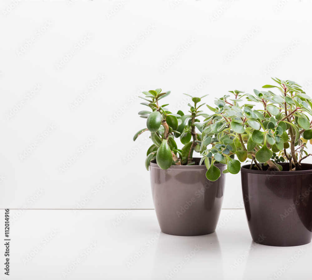 House plants. Succulents House plants. Succulents