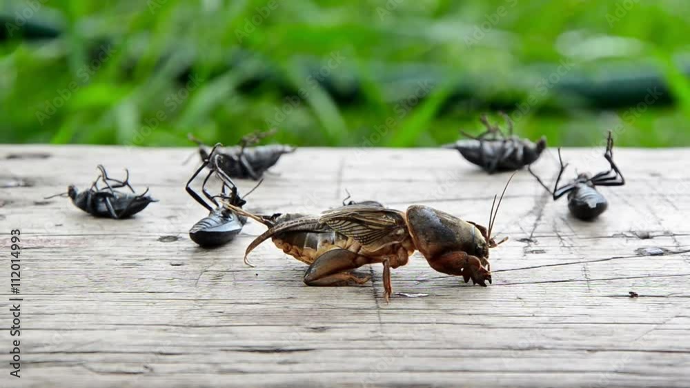 Many of poisoned insects are in death throes