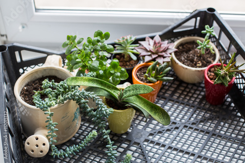 House plants. Succulents photo