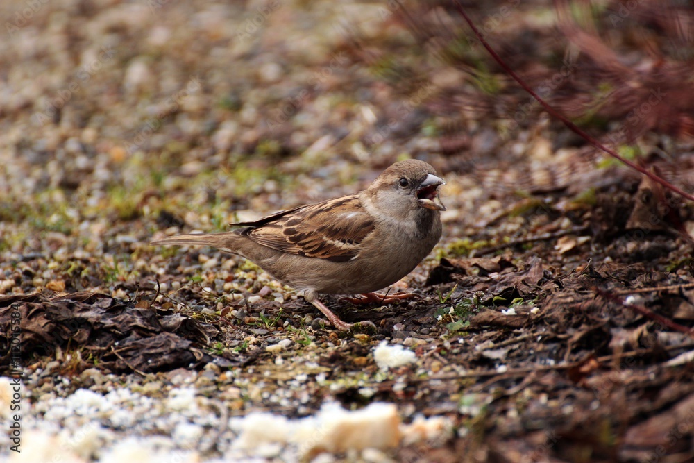 Spatz