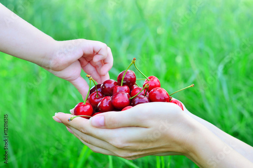 Cherry in mother's hands. The child takes the cherries from mother's hand on nature background © alemagoma