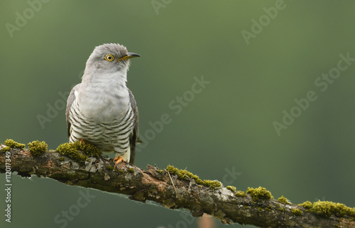 Common cuckoo (Cuculus canorus)