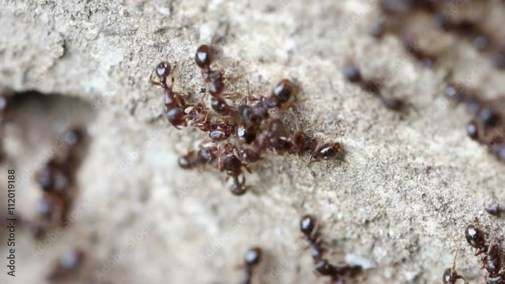 Colony ants collecting food