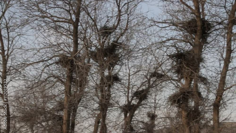 many birds ' nests on the trees in early spring
many birds ' nests on the trees in early spring