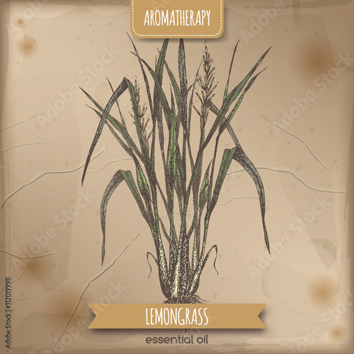 Color lemongrass sketch on vintage background.